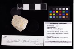 Foto (Objekt + Etikett) von Galatheoidea indet.  (NHMW-GEO-2017-0089-0065)